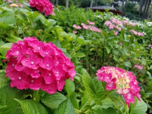 20170625_124211